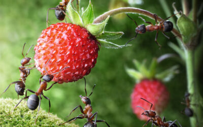 Bernard Weber fait cette analogie : Dans une fourmilière il y a approximativement, un tiers des fourmis qui sont vraiment actives, productives, créatives et qui travaillent pour le bien être commun. Un tiers des fourmis sont nocives pour la fourmilière et un tiers sont complètement suiveuses où apathiques. Il pense que cela pourrait être le cas des humains.